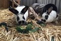 Bunnies Splodge & Shortie were adopted from RSPCA. They are 3 years old.